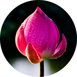 fleur-de-lotus-bouton
