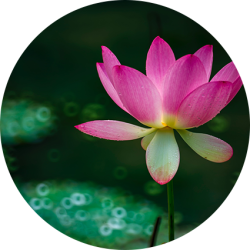 fleur-de-lotus3