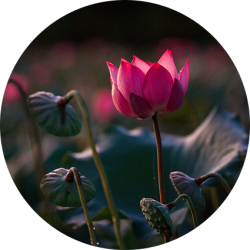 fleur-lotus-debut-ouverte